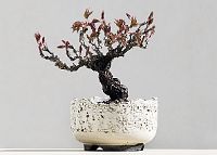 Vigne vierege-bonsaï Parthenocissus tricuspidata (Siebold & Zucc.) Planch.